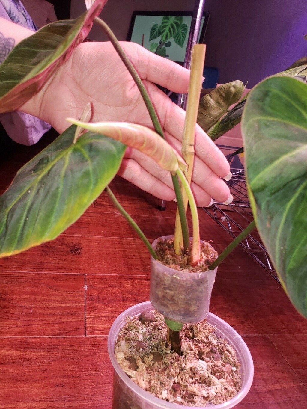 Philodendron el choco red 